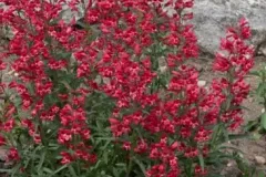 Penstemon-9E50