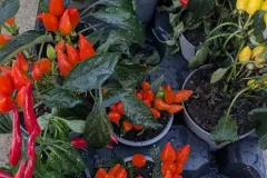 Piments-Deco