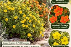 Potentille-Arbustive-En-Fleurs