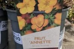 Potentille-Fructosa-Arbustif-12E50-1