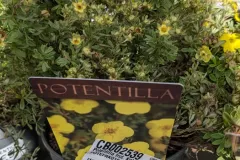 Potentille-Fructosa-Arbustif-12E50-2