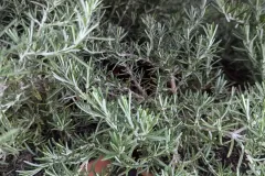Romarin-Xl-Gros-Pot-9E90