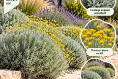 Santoline-Largent-Du-Jardin-Sec-6E50