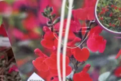 Sauge-A-Fleurs-3