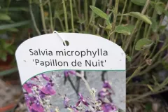 Sauge-A-Fleurs-4