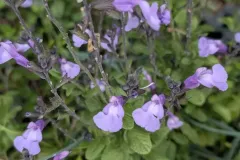 Sauge-A-Fleurs-5