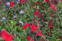 Sauge-A-Fleurs-6