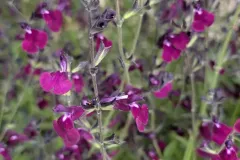 Sauge-A-Fleurs-7