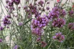Sauge-A-Fleurs-8