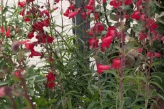 Sauge-A-Fleurs-9
