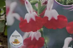 Sauge-A-Fleurs-x112E50