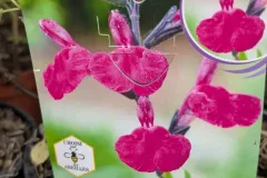 Sauge-A-Fleurs-x3-9E50 Sauge-A-Fleurs-x3-9E50