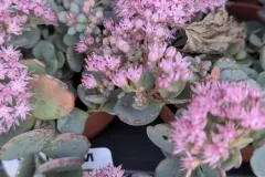 Sedum-1