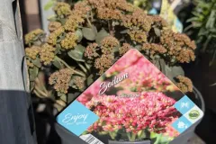 Sedum-Coral-Jade-