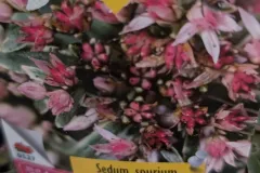 Sedum-Spurium