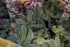 Sedum