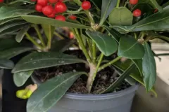Skimmia