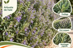 Teucrium-Fleuri-16E Teucrium-Fleuri-16E