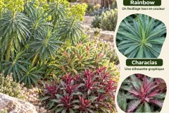 Trois-Euphorbes-Un-Jardin-Sec