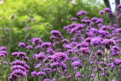 Verveine-De-Buenos-Aires-6E