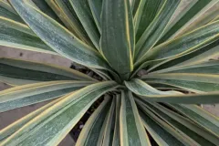 Yucca-Gloriosa-2 Yucca-Gloriosa-2