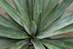 Yucca-Gloriosa-29E90 Yucca-Gloriosa-29E90