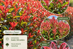 photinia-publi