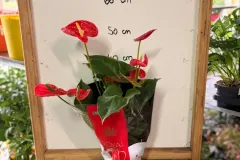 Anthurium