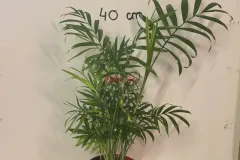 Chamaedorea_Elegans
