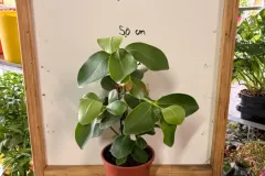 Clusia_Rosea