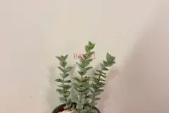 Crassula_Perforata
