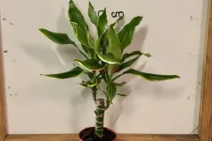 Dracaena_Fragrans