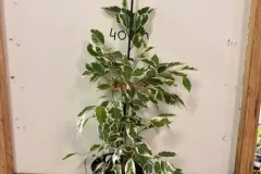 Ficus_Benjamina_Panache