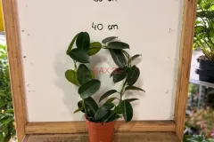 Ficus_Elastica