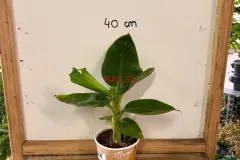 Musa