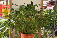 Philodendron_Xanadu