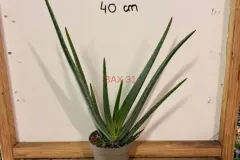 Aloe_Vera