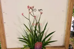 Anigozanthos