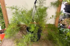 Asparagus_Sprengeri