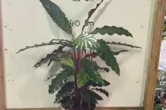 Calathea_Rufibarba