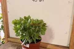Crassula_Ovata