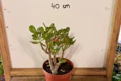 Crassula_Ovata_02