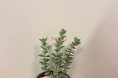 Crassula_Perforata