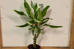 Dracaena_Fragrans