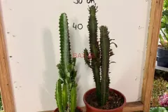 Euphorbia_Trigona_02