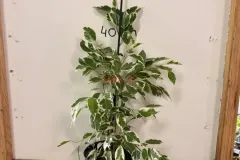 Ficus_Benjamina_Panache