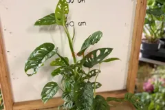 Monstera_Adansonii