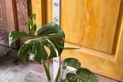 Monstera_Deliciosa_Thai_Constellation