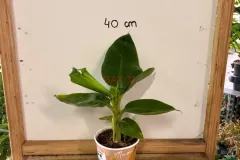Musa