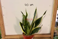 Sansevieria_Trifasciata_Laurentii